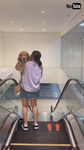 uDog Has to Be Carried Down Escalator || ViralHogv