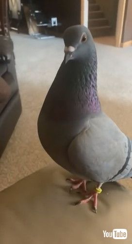 uArchie the Rescue Pigeon Comes When Mom Calls || ViralHogv