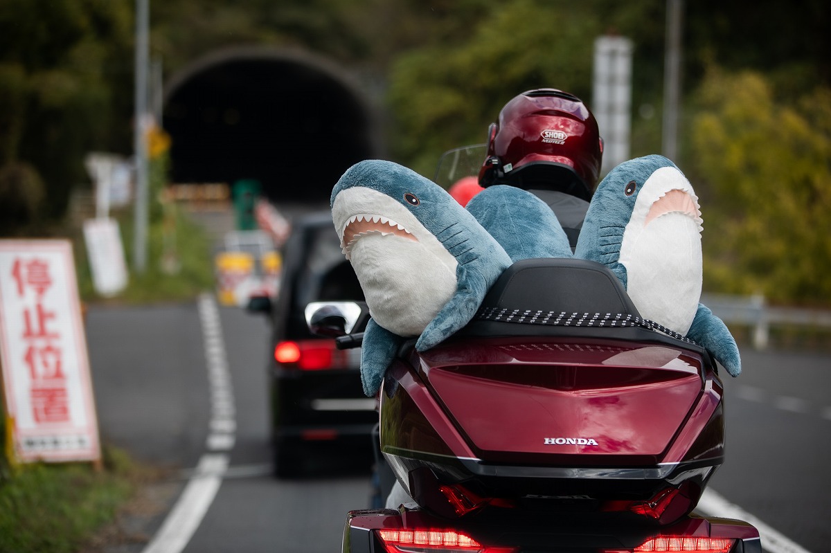 サメちゃんがひょっこりカワイイ ぬいぐるみを乗せて走る「みんな笑顔になる系」ライダーの後ろ姿が癒やされる - ねとらぼ