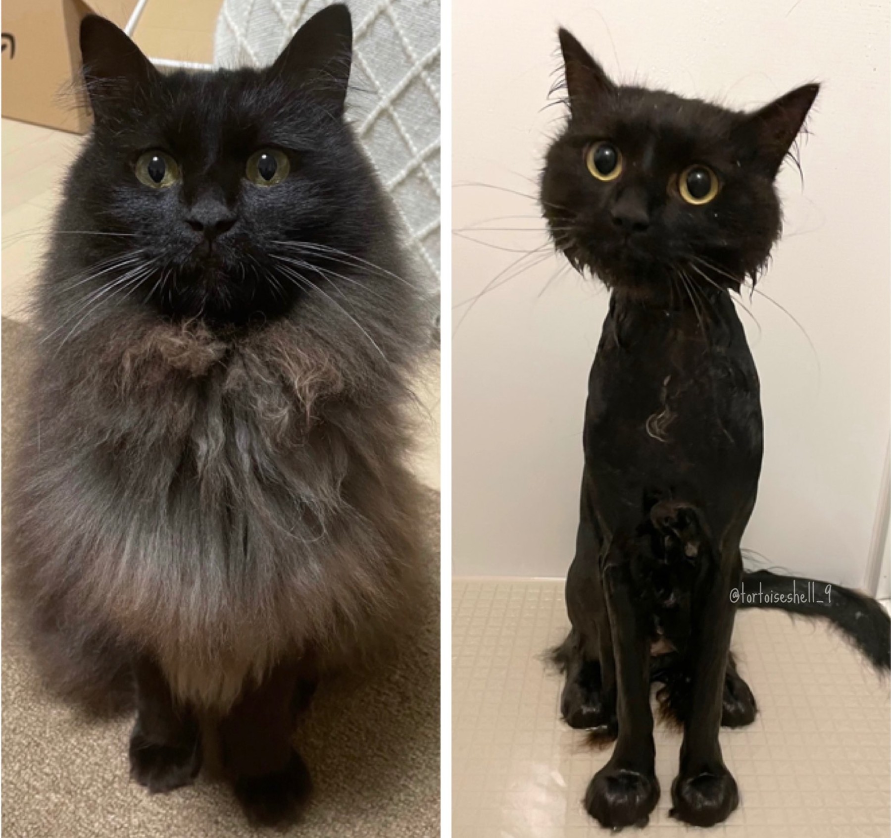 洗ってる間ママずっと笑ってて本当にごめんね 笑 お風呂に入った黒猫のビフォーアフター写真が笑っちゃうしかないかわいさ ねとらぼ