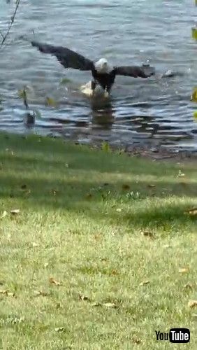 uBald Eagle Pulls Massive Carp onto the Shore || ViralHogv