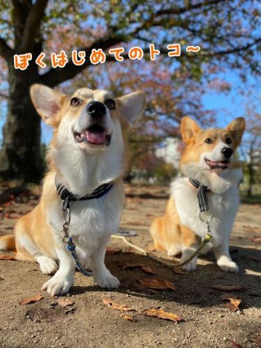 firstcorgi