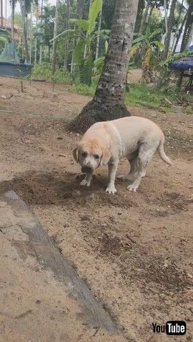 uLab Caught Burying Rag in Dirt || ViralHogv