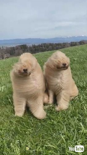 uGoldendoodles Wild Hair in High Winds || ViralHogv