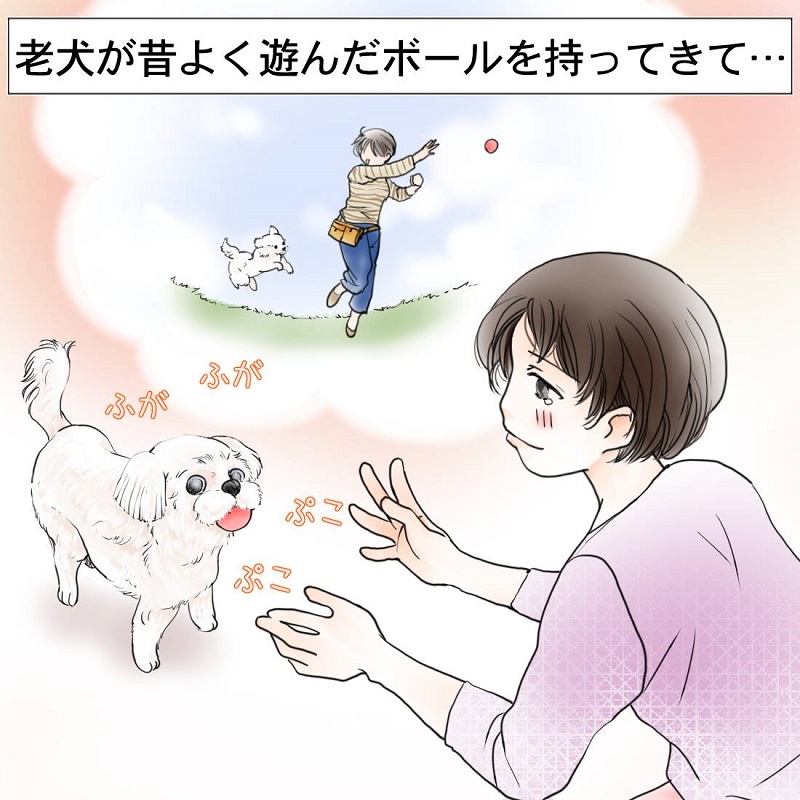 犬のホロリとした話 高齢ワンコが昔よく遊んだボールを持ってきて 遊びに誘う理由に涙腺が崩壊した話 1 2 ページ ねとらぼ