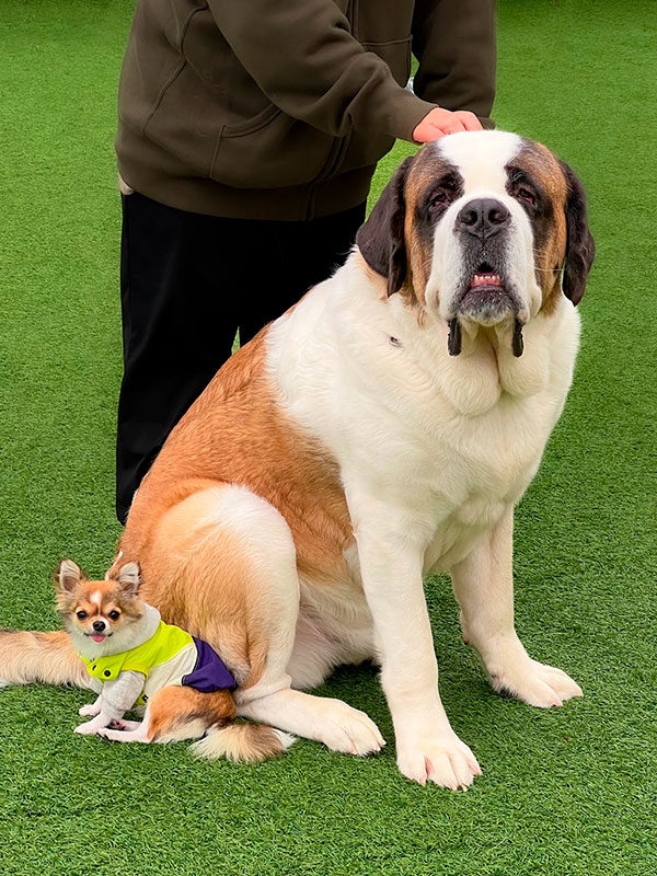 仲良しなイッヌたちの体格差がすごい 超大型犬と小型犬がくっつく姿に 尊過ぎる かわいい の声 ねとらぼ