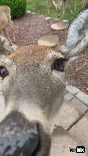 uHerd of Deer Say Hello || ViralHogv