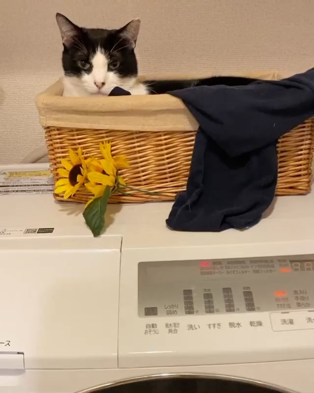 涙出るほど笑った 中毒性あるｗ 動く洗濯機の上 真顔でぷるぷる揺れる猫ちゃんがシュール ねとらぼ