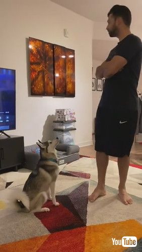 uSapphie the Pomsky Reacting to Owner Pretending She Isn't There || ViralHogv
