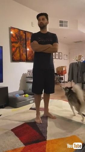 uSapphie the Pomsky Reacting to Owner Pretending She Isn't There || ViralHogv