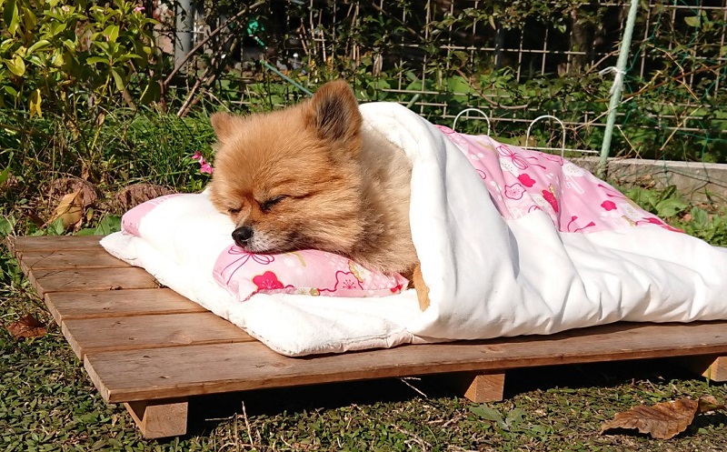 なかなか起きないワンコを布団ごと外に出した結果 状況を理解 二度寝するポメラニアンが爆笑必至 ねとらぼ