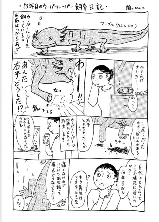 漫画 飼っているウーパールーパーの右手が 取れた 飼い主がビックリした その後 がいろいろと興味深い 1 2 ページ ねとらぼ