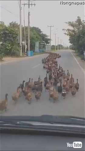 uFlock of Ducks Makes Its Way Down the Road || ViralHogv
