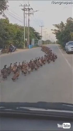 uFlock of Ducks Makes Its Way Down the Road || ViralHogv