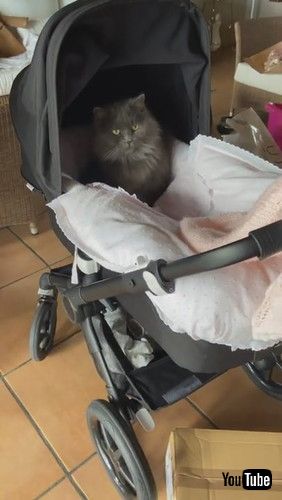 uCute Cat Hangs Out in Baby Stroller || ViralHogv