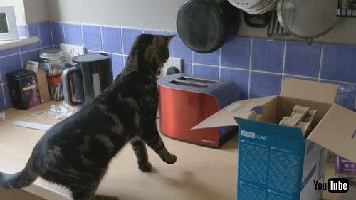 uReady Toast Pops Cat Off Counter || ViralHogv