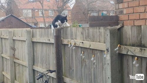 uCat Awkwardly Shuffles Along Fence || ViralHogv