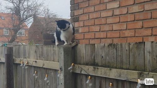 uCat Awkwardly Shuffles Along Fence || ViralHogv