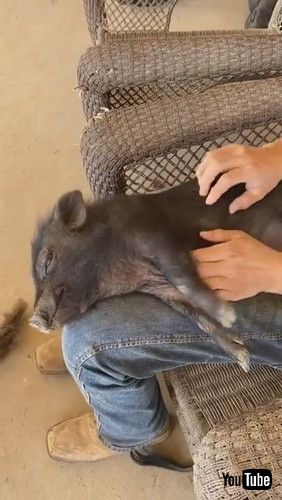 「Rescue Piggy Enjoys Relaxing Massage || ViralHog」
