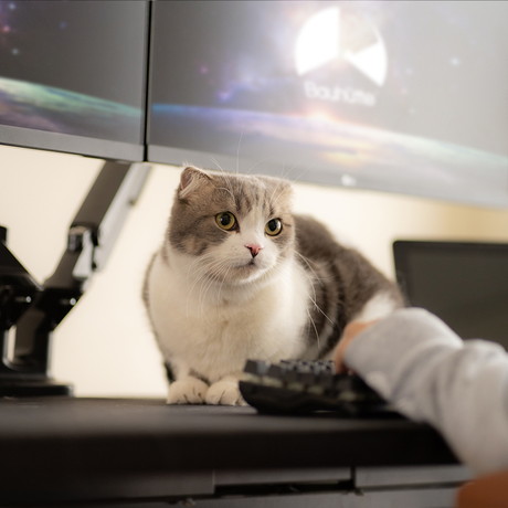 PC作業やゲーム中も愛猫とずっと一緒 猫が入れるポケット付き「にゃん 