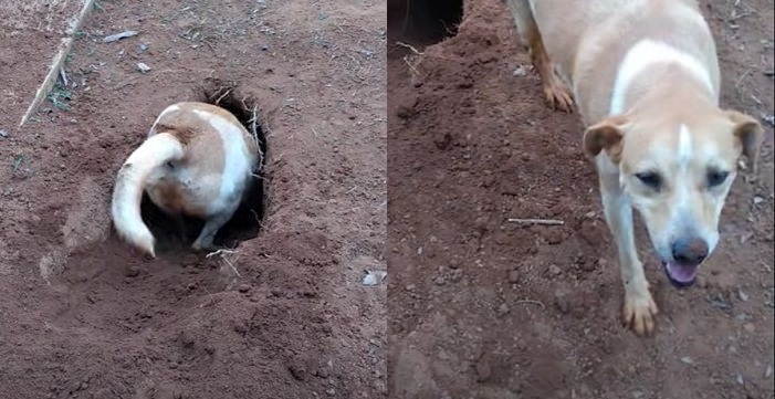 ワンコ史上最大の穴”を掘った保護犬 飼い主さんに「すごいでしょ？」と