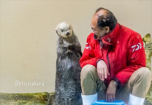 ラッコが飼育員とハイタッチを練習していたら……「わかんなくなっちゃっ