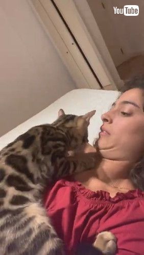 uPet Cat Kisses and Suckles on Owners Face || ViralHogv
