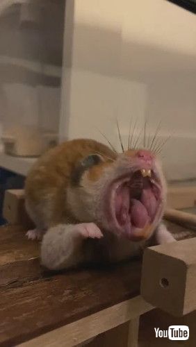 「Yawning Hamster Quickly Turns From Monster to Cute || ViralHog」
