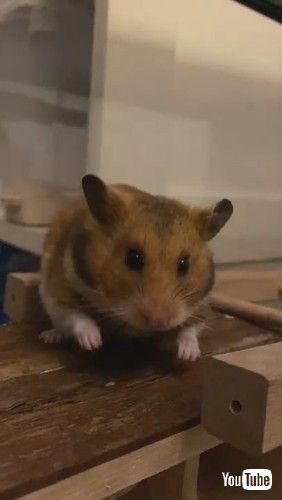 uYawning Hamster Quickly Turns From Monster to Cute || ViralHogv
