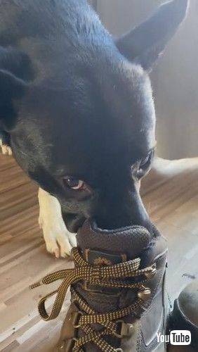 uDog Likes the Smell of Boots || ViralHogv