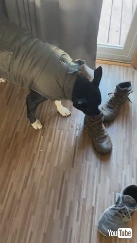 「Dog Likes the Smell of Boots || ViralHog」