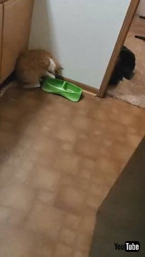 「Kiyoko the Cat Using Paw to Drink Water || ViralHog」