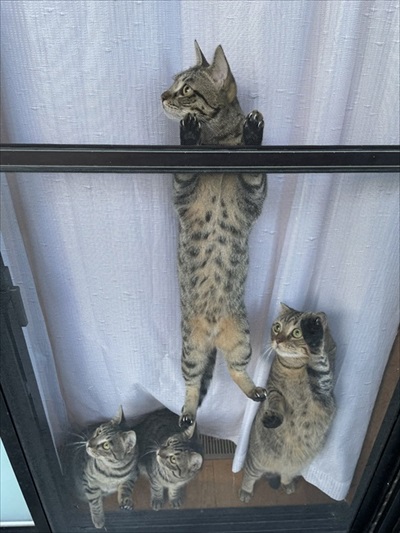温風ヒーターの前を占拠する猫ちゃんたち