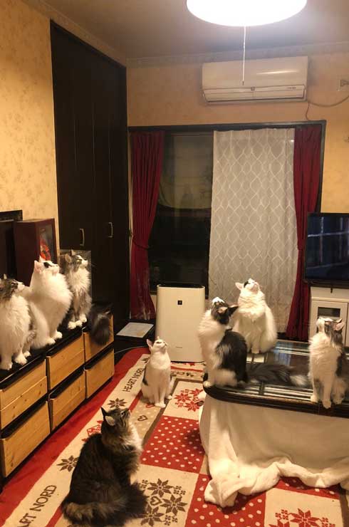 丑三つ時 なにかいるの 猫 全員 視線 天井 見上げる