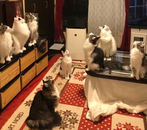 丑三つ時 なにかいるの 猫 全員 視線 天井 見上げる
