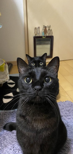 黒ネコちゃんから黒ネコちゃん