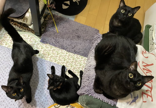 黒ネコちゃんたち