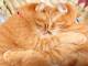 「猫達のおかげで心が浄化されました」　ぎゅっと抱き合って眠る兄弟猫、その尊さに心も体も癒やされる