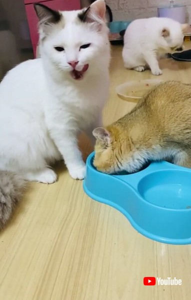 Hogs the Food Bowl