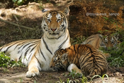 竹林の中にいるトラ 虎 浜松市動物園 かわいい でかい猫 竹とトラい