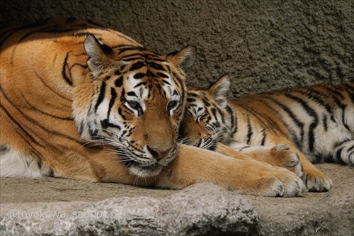 竹林の中にいるトラ 虎 浜松市動物園 かわいい でかい猫 竹とトラい