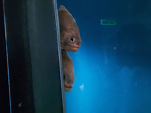 のぞいている魚 水族館 人間観察 魚 表情