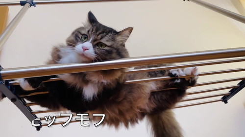 猫 肉球 ネコ 肉球お手入れ 猫動画 かわいい ミルコ ロッケ　無重力猫