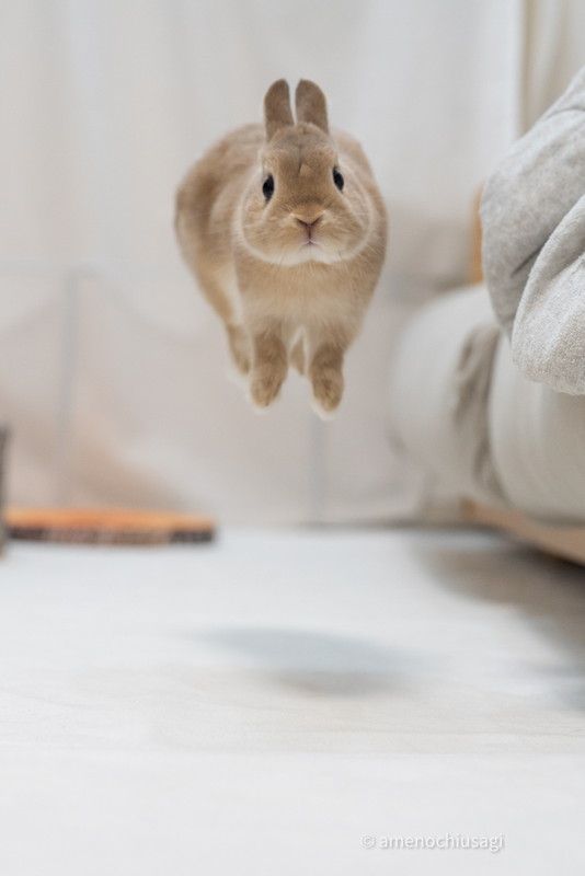 ウサギさんが空中浮遊だと ものすごいジャンプとキョトン顔に 本当にきれいな跳躍 かわいすぎ の声 ねとらぼ ウサギさんが空中浮遊だと ものすごいジャンプとキョトン顔に 本当にきれいな跳躍 かわいすぎ の声 ねとらぼ