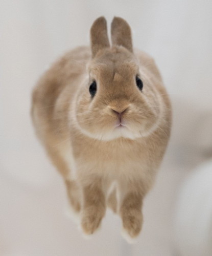 ウサギさんが空中浮遊だと ものすごいジャンプとキョトン顔に 本当にきれいな跳躍 かわいすぎ の声 ねとらぼ