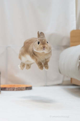 Y軸がバグっているウサギさん ウサギ うさぎ ジャンプ かわいい