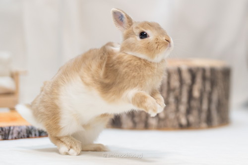 Y軸がバグっているウサギさん ウサギ うさぎ ジャンプ かわいい