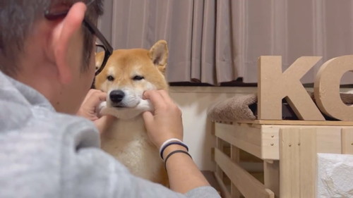 ほっぺ ムニュムニュ こむぎ 柴犬 冬毛