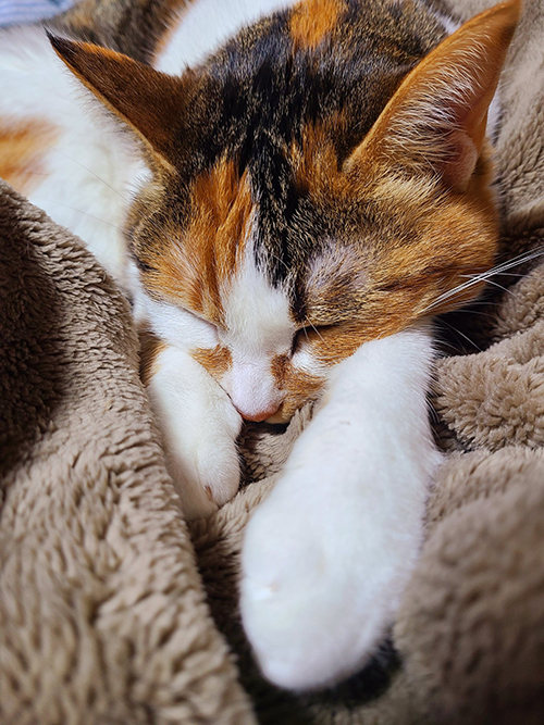 眠るミーちゃん  おやつ 入浴剤 猫 かわいい 面白 動画