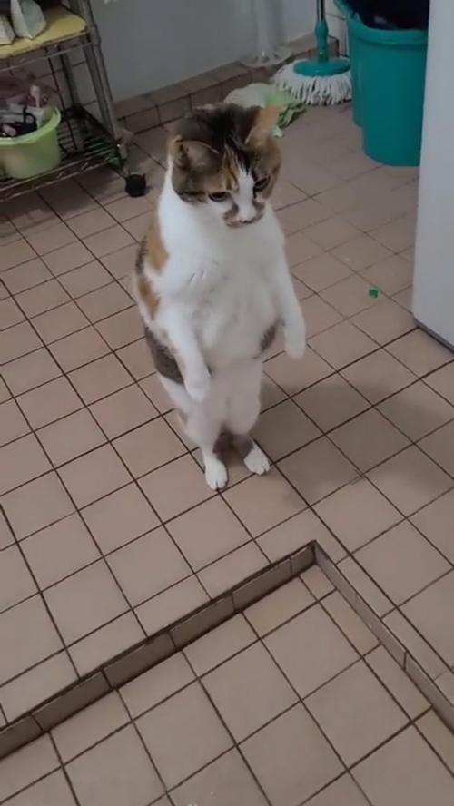 もう一度直立するミーちゃん  おやつ 入浴剤 猫 かわいい 面白 動画